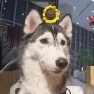 A Grey-White Mix Husky Dog Found from Sector 22-2