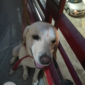 A White-Brown Mix Indie Dog Missing from Kamakshipalya-2