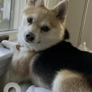 A Black and Brown Shiba Inu Dog Missing from Bates Ave & California Ave