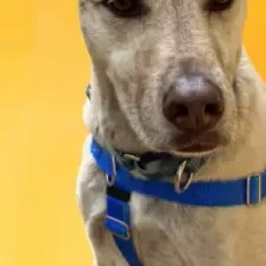 A Golden lab mix Dog Missing from West Hartford-MDC Hartford reservoir 6