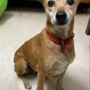 A White-Brown Mix Indie Dog Missing from Attiguppe, Bengaluru