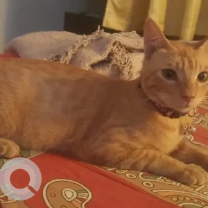 A Orange Indie Cat Missing from Tiruvottiyur