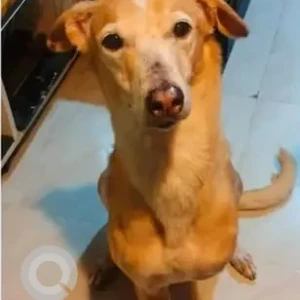 A Brown Indie Dog Missing from ICare Neelasandra