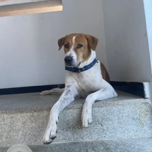 A White-Brown Mix Indie Dog Missing from Maruthi Nagar, Vanasthalipuram-2