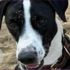 A Black and White Mix Dog Missing from Masdar City