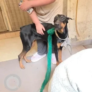 A Black and Brown Doberman Dog Found from Ashoka park-2