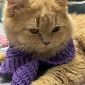A Light Brown Persian Cat Missing from Hennur-2