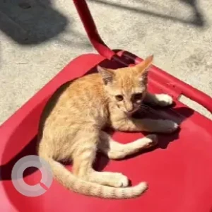 A Orange Indie Cat Missing from Grumpy Girl Coffee, Indiranagar-3