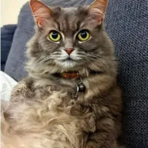 A White and Grey Persian Cat Missing from Mosque Near Al Cairo St