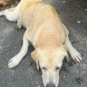 A White-Brown Mix Labrador Dog Found from Kovilambakkam, Chennai