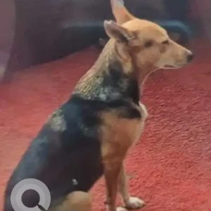 A Black and Brown Indie Dog Missing from Malviya Nagar Market