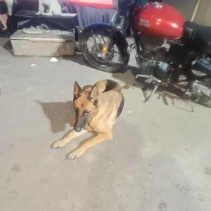 A Black and Brown German Shepherd Dog Found from Moosapet, Hyderabad-3