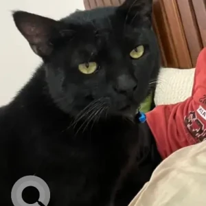 A Black Indie Cat Missing from Moti Bagh B block