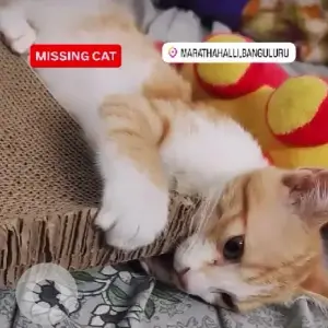 A White-Brown Mix Indie Cat Missing from 54 east parallel, Doddanekundi-4