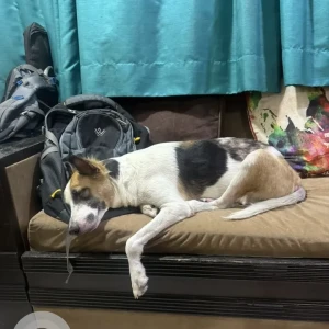 A White-Brown Mix Indie Dog Found from Andheri West, Mumbai-3