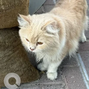 A Light Brown Persian Mix Cat Found from ADCB metro station