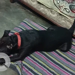 A Black Indie Dog Missing from Dwarka, New Delhi