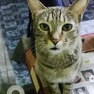 A Black and Brown Domestic short hair cat Cat Missing from Amardham apartments