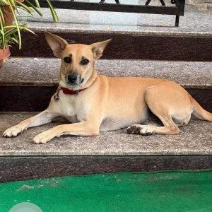 A White-Brown Mix Indie Dog Missing from Greater Hyderabad Municipal Corporation East Zone, Hyderabad-2