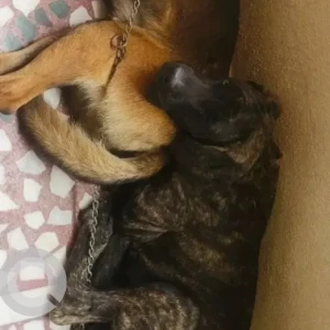 A Black and Brown Cane Corso Dog Missing from Ramamurthy Nagar-3