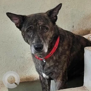 A Black and Brown Indie Dog Missing from Merces