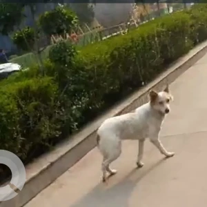 A White-Brown Mix Indie Dog Missing from Sector 24, Gurugram