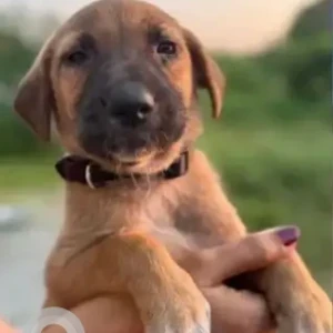 A Brown Indie Dog Missing from Embassy Pristine, Iblur