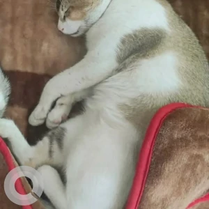 A Grey-White Mix Indie Cat Missing from Premnagar, Naharlagun-2