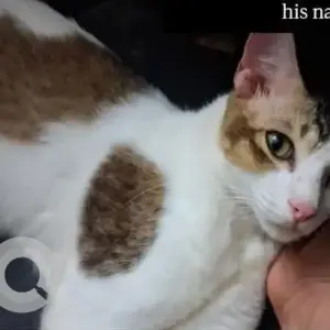 A Grey-White Mix Calico Cat Missing from Cotula vado, Saligao-3