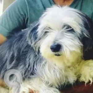 A Grey-White Mix Bearded Collie Dog Missing from Guni Agrahara, Chikkabanavara