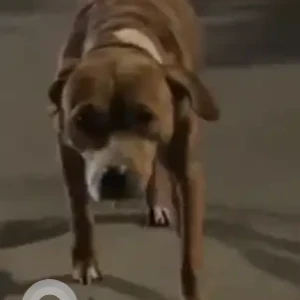 A White-Brown Mix Pitbull mix Dog Found from Balmiki Mandir, West Kidwai Nagar