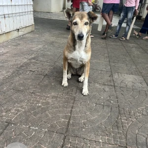 A White-Brown Mix Indie Dog Missing from Nalasopara West, Vasai Virar-2
