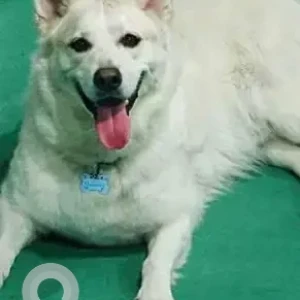 A White-Brown Mix Mix Dog Missing from Near the barkley pet camp, Ras al Khor-2