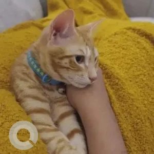 A Orange Ginger cat Cat Missing from Hoodi, Raja Ritz Avenue-2