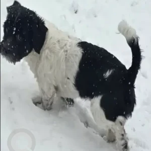 A Black and White Shih Tzu X Dog Missing from Bellevue Ave/Bucklin St/Knight Memorial Library