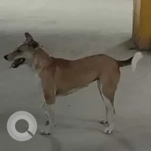 A White-Brown Mix Indie Dog Missing from Parking Area of Nirala Aspire