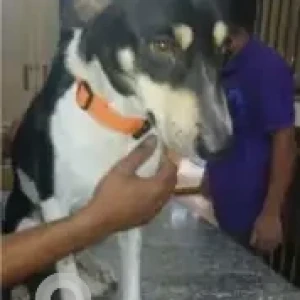 A Black and White Indie Dog Missing from Cooke Town, Bengaluru