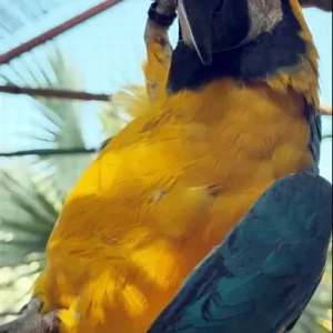A Other BG Macaw Bird Missing from Fujairah Al Aqah Beach