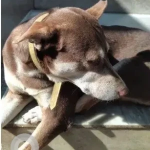 A White-Brown Mix Indie Dog Missing from Mumbai