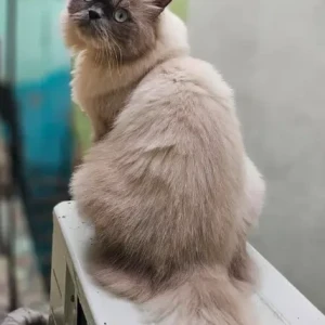 A White-Brown Mix Persian Cat Missing from Venkattadri street, Kosapet-2