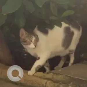 A Grey-White Mix Indie Cat Missing from Madhuban Society, Old Sangvi-2