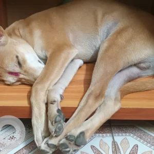 Male Indie Dog Adoption for Adoption in manali mathur