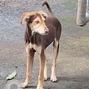 A Black and Brown Indie Dog Missing from Hadapsar Industrial Area BSNL office