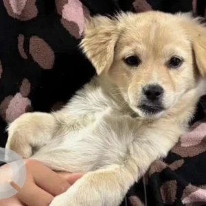 A White-Brown Mix Golden Retriever Dog Missing from Amba, Doimukh