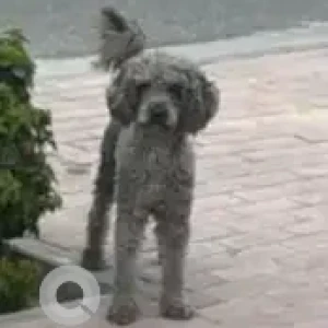 A Grey Poodle Dog Found from Springs 15