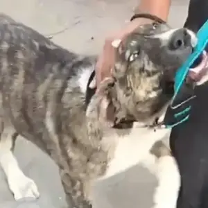 A Black and White Indie Dog Found from District Park, Janakpuri-2