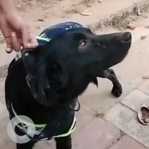 A Black Indie Dog Missing from Vasant Kunj Gurudwara