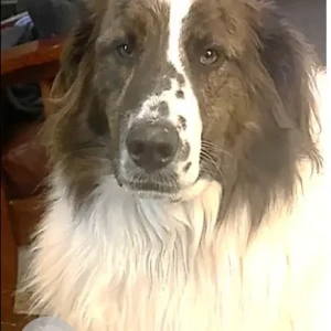 A White-Brown Mix Husky/Lab/St. Bernard mix Dog Missing from near Trull Brook Golf Course