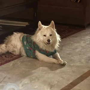 A White Indian Spitz Dog Missing from Ghaziabad