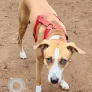 A White-Brown Mix Indie Dog Missing from Ghatkopar East, Mumbai-2